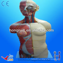 85CM (20 partes) Anatomia humana anatomia Torso modelo Dual Sex